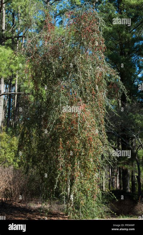 Ilex Vomitoria Yaupon Stock Photo Alamy