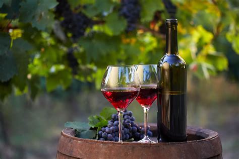 Vino biologico naturale o biodinamico che differenza c è