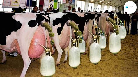 Como Se Hace Produce Millones De Litros De Leche En La F Brica