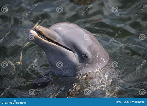 Dolphin In Cuban Summer Stock Photo Image Of Cuban Caribbean 95713508