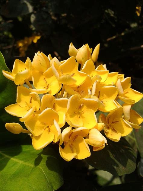 Yellow Ixora Flower Stock Image Image Of Bloom Nature 51957059