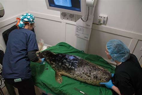 Pregnant Harbor Seal Shot In The Eye Set To Be Released Back In Wild