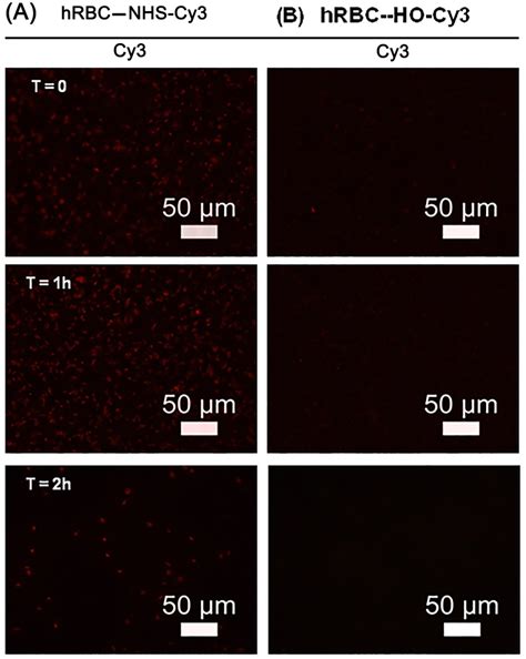 Human Ghost Erythrocyte Membrane Engineering With Nhs Pdmaa Cy