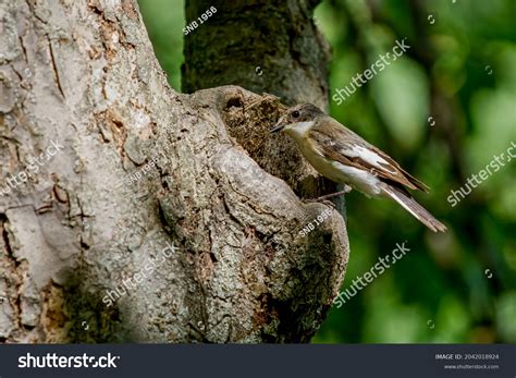2481 Pied Flycatcher Images Stock Photos And Vectors Shutterstock