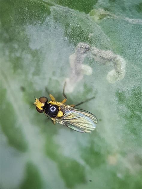 Leafminers General 110