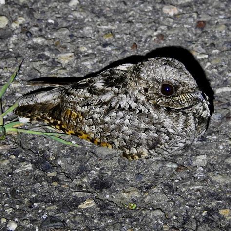 Photo Of The Week Camouflaged Common Poorwill At Sugarloaf Ridge State