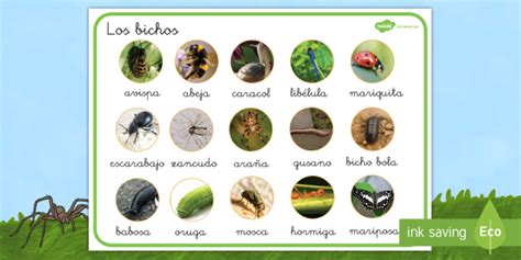 Tapiz De Vocabulario Los Bichos En Fotos Teacher Made