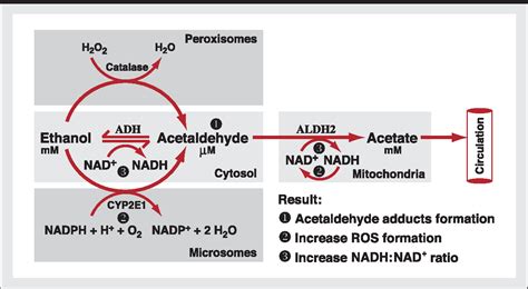 Alcohol Metabolism Semantic Scholar