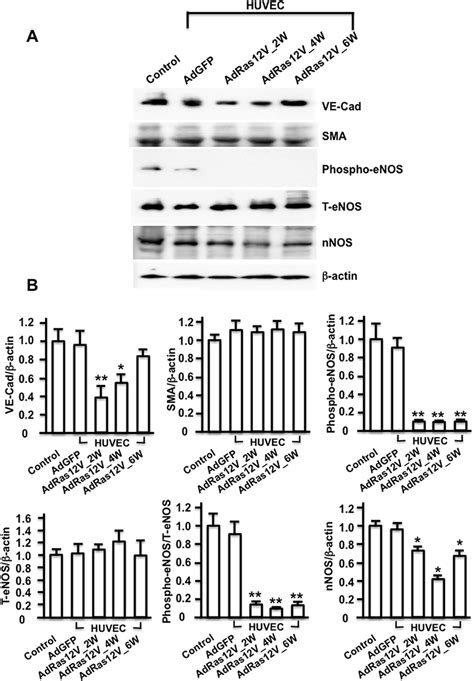 Western Blot Analysis Of Ve Cad Sma Phospho Enos Total Enos And Download Scientific Diagram