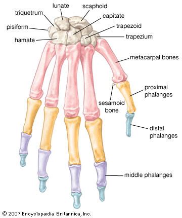 Wrist And Hand Joints Flashcards Quizlet