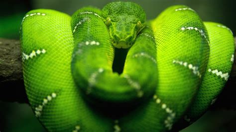 snake green reptile boa constrictor Wallpapers HD / Desktop and Mobile ...