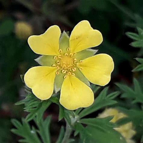 Silber Fingerkraut Potentilla Argentea Silber Fingerkrau Flickr