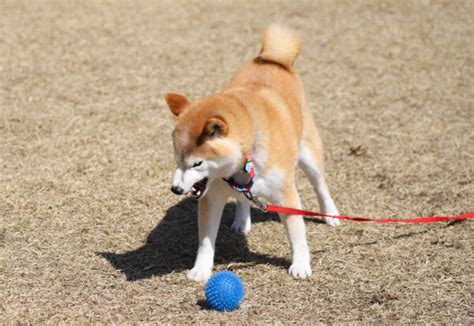 我が家の柴犬図鑑 柴犬の問題行動、本気噛み、しつけについてのブログです。