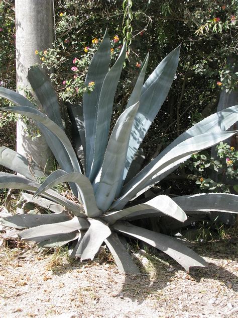 Cabuya Negra Agave Americana Cabuya Negra Agave Am Flickr