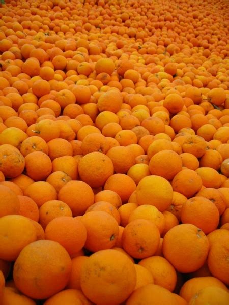 Orange spain sunny 235636 photos free download