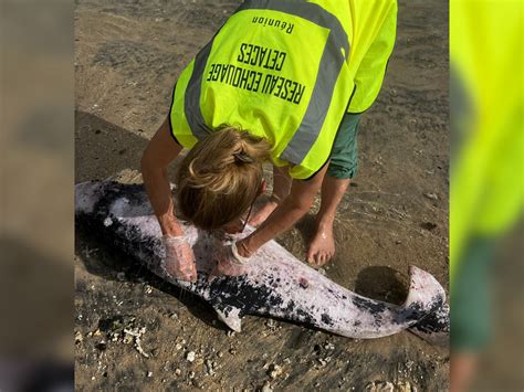 La Saline Le Cadavre D Un Cachalot Nain Sur La Plage De Trou D Eau