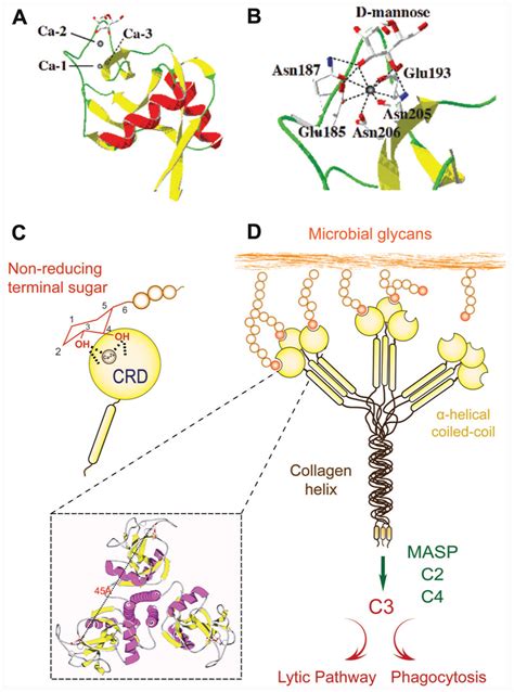 Mannose-binding lectin