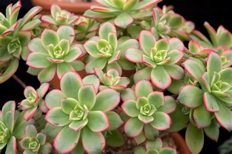 How To Care For Aeonium Kiwi Succulent Successful Growing Guide