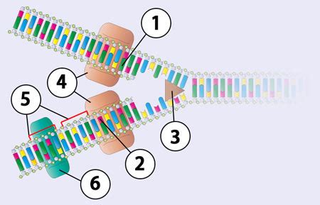 Dna Replikation Diagram Quizlet