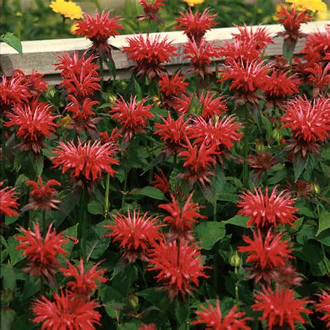 Monarda Didyma Gardenview Scarlet Blue Sky Nursery