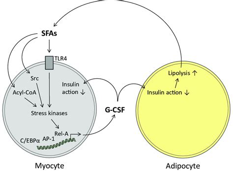 Schematic Presentation Of The Hypothetical Local Role Of G CSF In