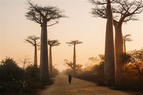 5 Of The Best Places To Visit In Madagascar For Wildlife Lovers Ideal