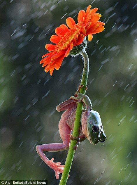 Frogs Use Umbrellas To Keep Dry In A Downpour Frog Frog Pictures