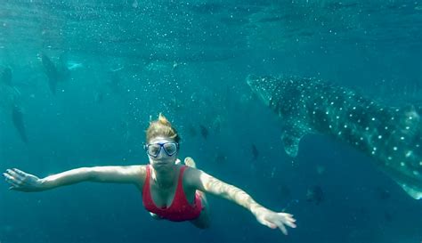 Snorkeling With Whale Sharks Sumilion Island Oslob Philippines