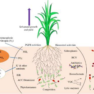 Pdf Pseudomonas Species In Soil As A Natural Resource For Plant