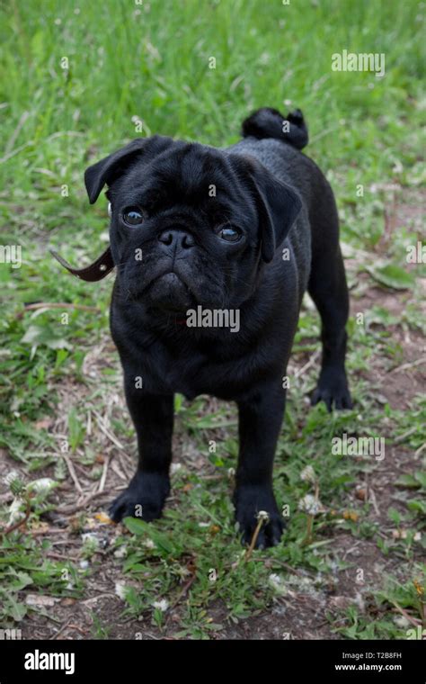 What Are Pugs Called In China