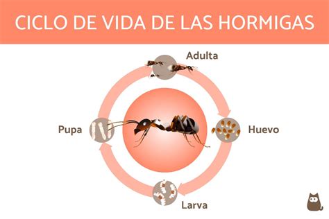 Cu Nto Viven Las Hormigas Ciclo De Vida De Hormigas Reinas Obreras