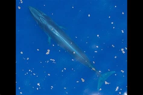 Oil Giants Suing Us Government For Protecting The Rices Whale