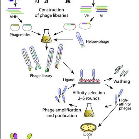 Scheme Representing Generation Of Phage Display Antibody Libraries And Download Scientific