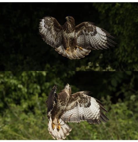 Andy Howey Birds Of Prey Reptiles Top 100