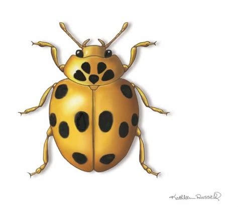 Gold Ladybug Learn About Nature