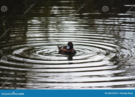 Female Tufted Duck Aythya Fuligula Stock Image Image Of Fuligula