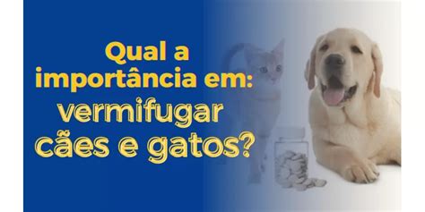 Voc Sabe Por Que Importante Vermifugar C Es E Gatos