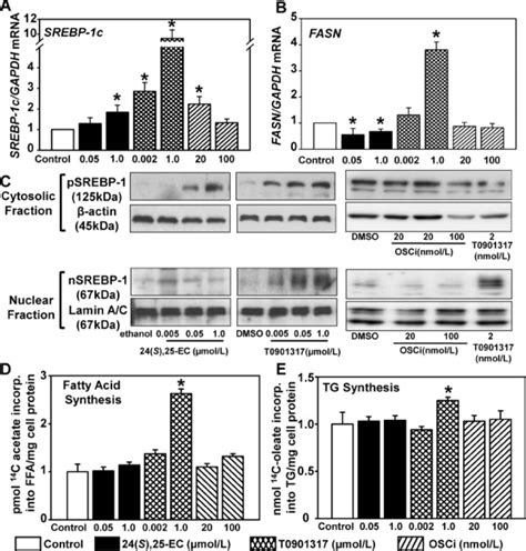 S Ec T And Osci Increase Srebp C Mrna In Human Smcs