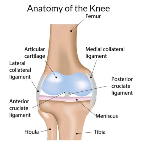 Knee Anatomy Orthopedic Knee Specialist Manhattan Brooklyn New