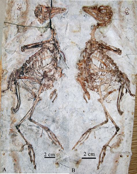 大兴安岭地区发现热河生物群鸟类化石新属种——呼伦贝尔兴安鸟 地质调查科普网