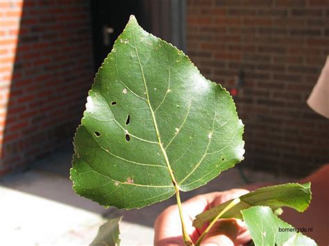 Herken De Boomsoort NL Canada Populier Latin Populus X Canadensis