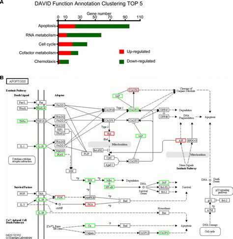 Signaling Pathway Analysis Of Differentially Expressed Genes Regulated