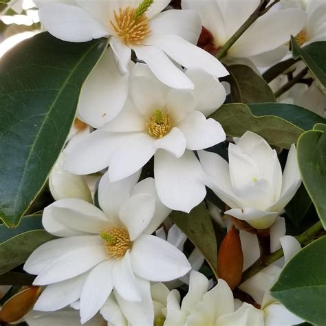 Fairy Magnolia — Aldgate Tree Farm