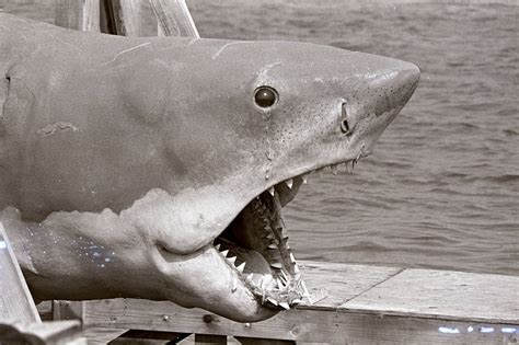 10 Things You (Probably) Didn't Know About 'Bruce' The Shark From Jaws — The Daily Jaws