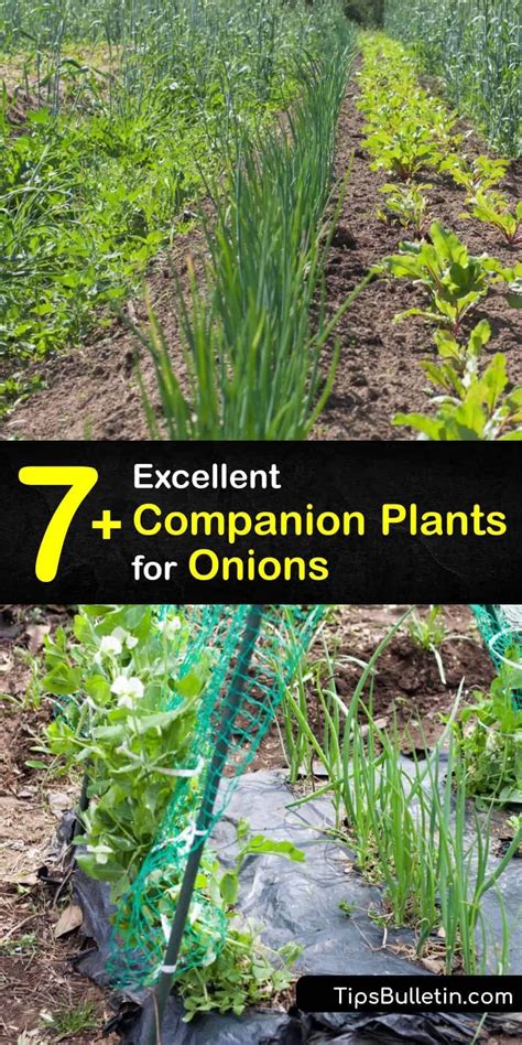 The Best Onion Companion Plants For Your Vegetable Garden Artofit