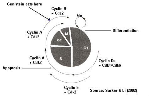 Genistein Arrests Cell Cycle Of Most Of The Human Cancer Cell Lines At