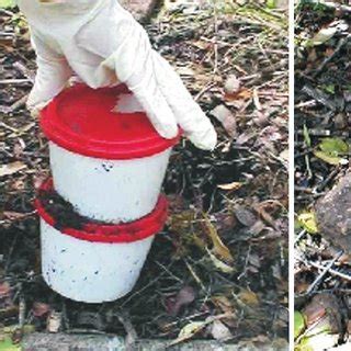 Schematic Representation Of The Dung Or Carrion Baited Pitfall Trap