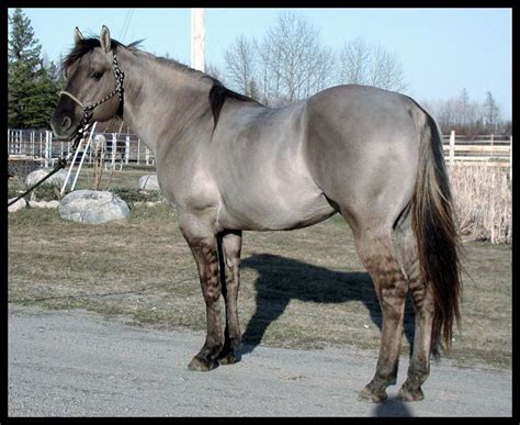 108 best Color - Grulla images on Pinterest | Horses, Grulla horse and Beautiful horses