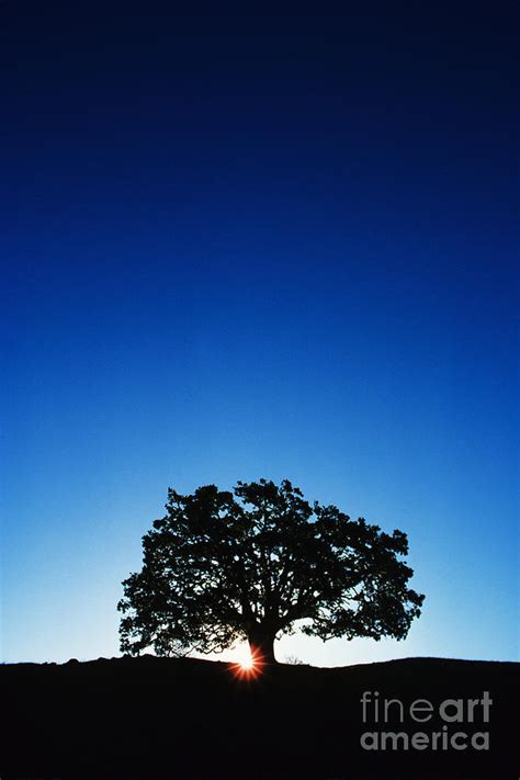 Hawaii Koa Tree Photograph by Carl Shaneff - Printscapes | Fine Art America