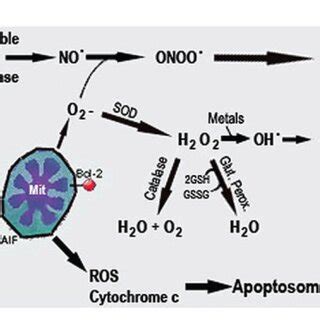 Oxidative Stress And Secondary Damage Ros Scavengers Mt I Ii Inhibit